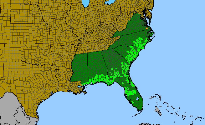 The range of Ludwigia virgata